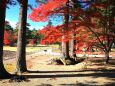 秋の毛越寺