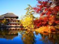 奈良公園紅葉