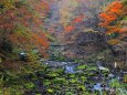 秋の苔むす渓流
