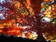 金沢城公園の紅葉