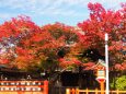 秋の車折神社