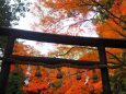 秋の野々宮神社