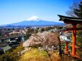 迎春富士山