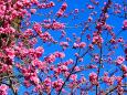 東紀州早咲き梅