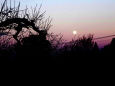 竜のような木と夕暮れの月の出