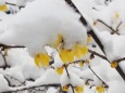 雪中の蝋梅