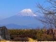 日本平から望む富士山