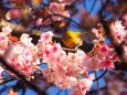 糸川遊歩道のあたみ桜とメジロ