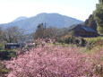 河津桜が咲いている里山