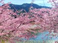 清流銚子川と河津桜