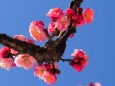 昭和記念公園の紅梅
