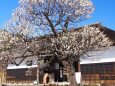 昭和記念公園の梅と古民家