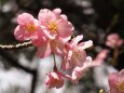 西平畑公園の河津桜