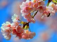 東紀州早咲き桜