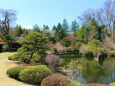 初春の日本庭園