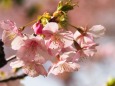 西平畑公園の河津桜