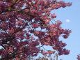 桜の花と12夜の月