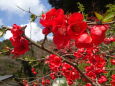 山村に咲く紅い木瓜の花