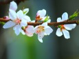 桜の花