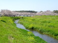 春の小川と桜並木