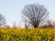 古河公方公園の花桃と菜の花