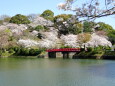 桜咲く甘木公園
