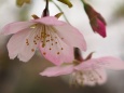 三ッ池公園の河津桜