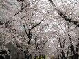 祇園の桜