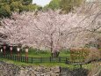 郡山城の桜