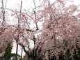 浅草寺のしだれ桜