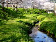 桜と緑の春の小川
