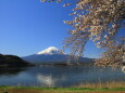 富士山に降りそそぐ桜