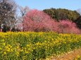 古河公方公園の花桃と菜の花