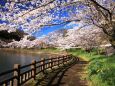  公園の桜