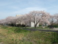 春です！桜です 2024年
