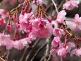 祇園白川のしだれ桜