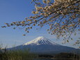 富士山に桜
