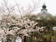 興福寺南円堂の桜