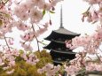 興福寺のしだれ桜