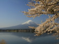 逆さ富士に桜満開