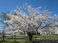 春です！桜です 満開です 2024年