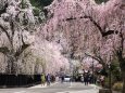 角館武家屋敷通りの枝垂桜