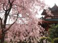 平安神宮のしだれ桜