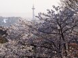 清水寺の桜と京都タワー