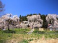 春の平泉 