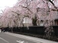 角館武家屋敷通りの桜 