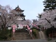 横手公園の桜