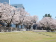 春です！桜です 2024年
