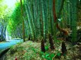 タケノコと竹林