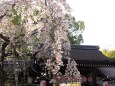 平野神社のしだれ桜